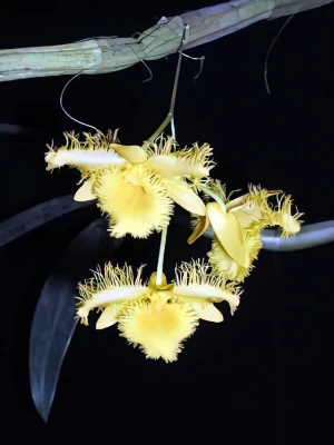 Bild von Dendrobium harweyanum 1